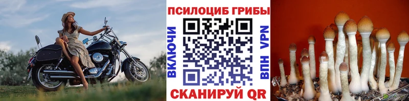 Псилоцибиновые грибы Cubensis купить наркотики сайты Североморск